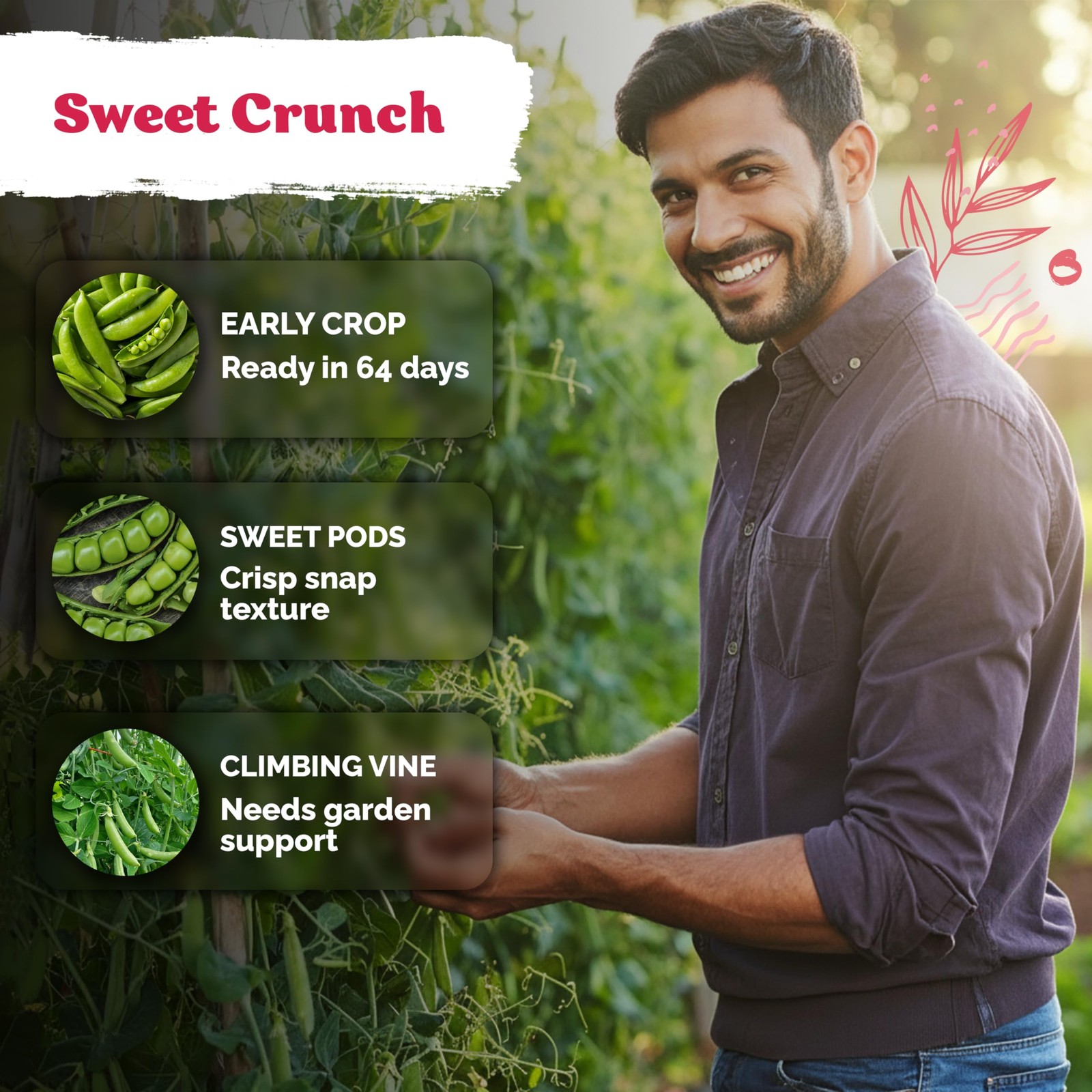 KVITER 100 Sugar Snap Peas Seeds (Pisum sativum)