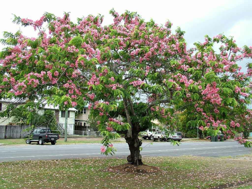 10x Fresh Cassia Javanica seeds, Apple Blossom tree, Blooms amazing pink flowers