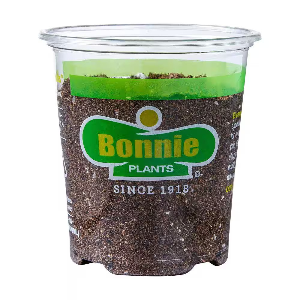 19 Oz. Italian Oregano Herb Plant (2-Pack)