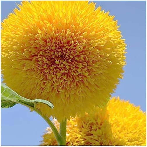 Tall Teddy Bear Sunflower Seeds – 200 Seeds