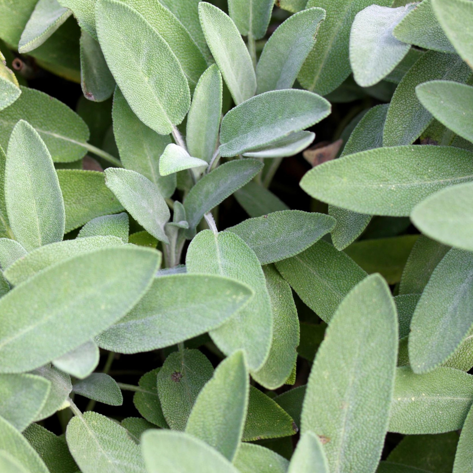 Broad Leaf Sage – Seeds – Organic – Non Gmo – Heirloom Seeds – Herb Seeds