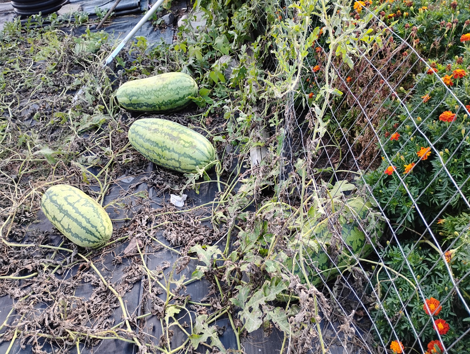 Iowa Grown Organic Striped Watermelon Seeds, NON-GMO, Gumbo Soil Pure 20-35 LBS
