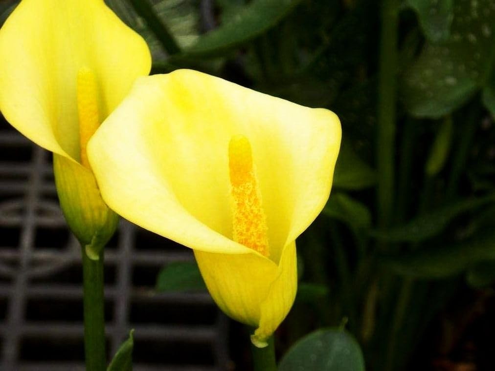 Calla Lily Seeds Beautiful Flowers – 100 Pcs Seeds