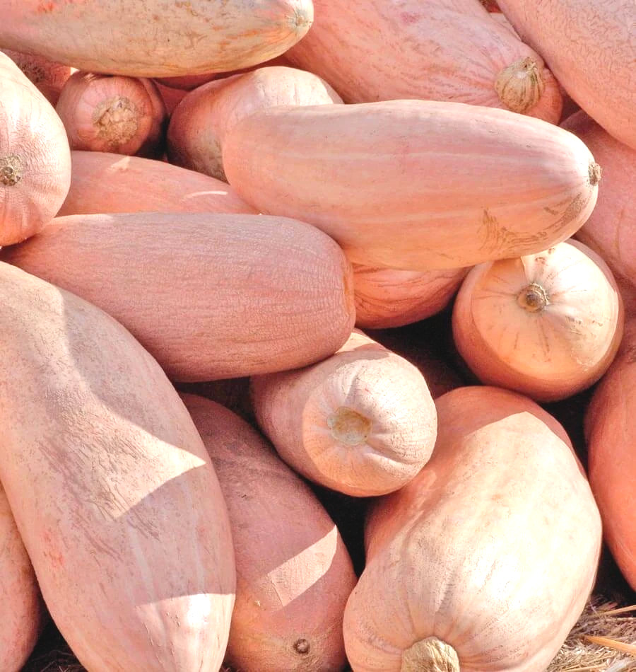 Pink Banana Squash Seeds | USA Garden Vegetable Pumpkin Candy Roaster Seed 2024