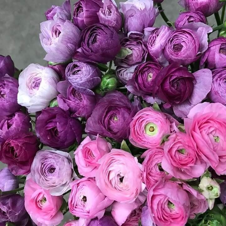 Purple Ranunculus 10 Bulbs Quality Peony Rose Wedding Flowers Bouquet Planting