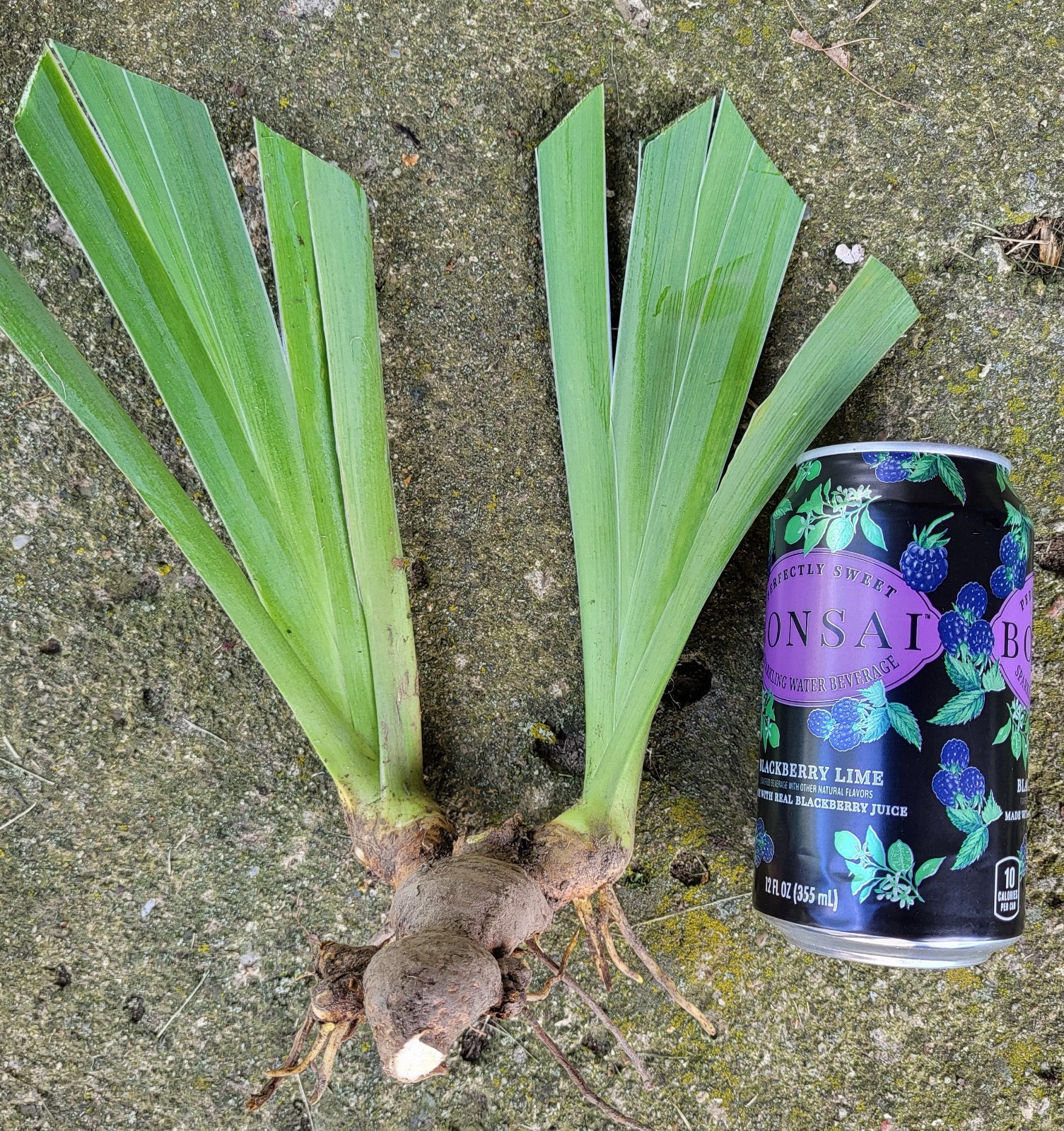 RUFFLELATA Tall Bearded Iris SHIPPING NOW!