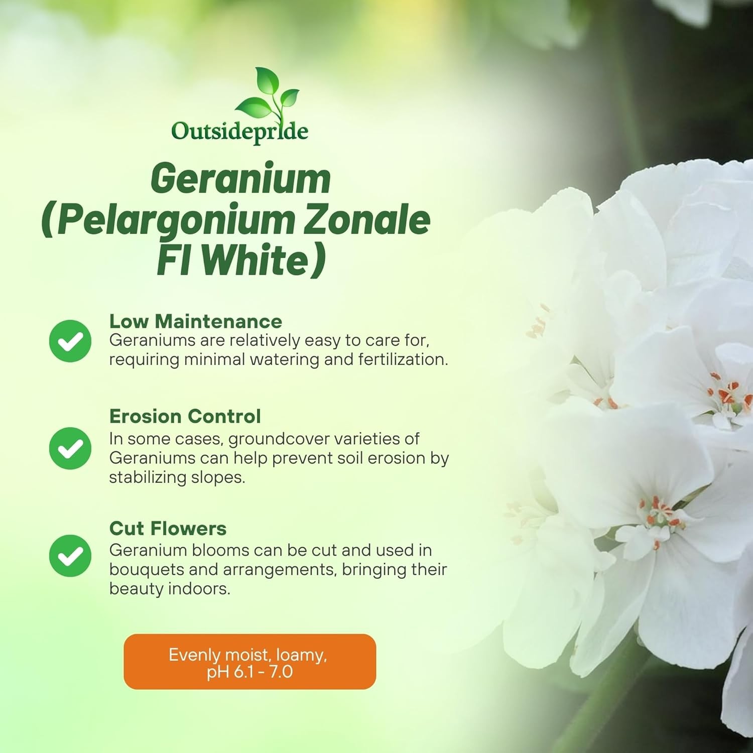 25 Seeds Geranium Pelargonium Geranium White Heat & Drought Tolerant Garden