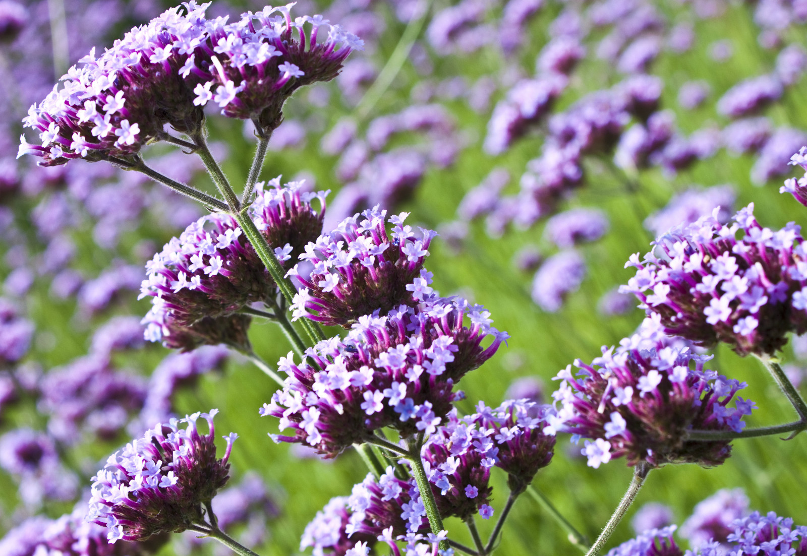 verbena bonariensis 240 seeds purple top verbena, EZ to grow, USA seller
