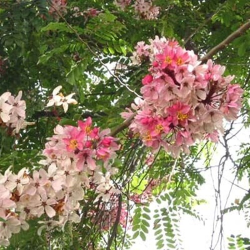 Cassia Javanica 20 Seeds, Pink Shower Flowering Fragrant Tree