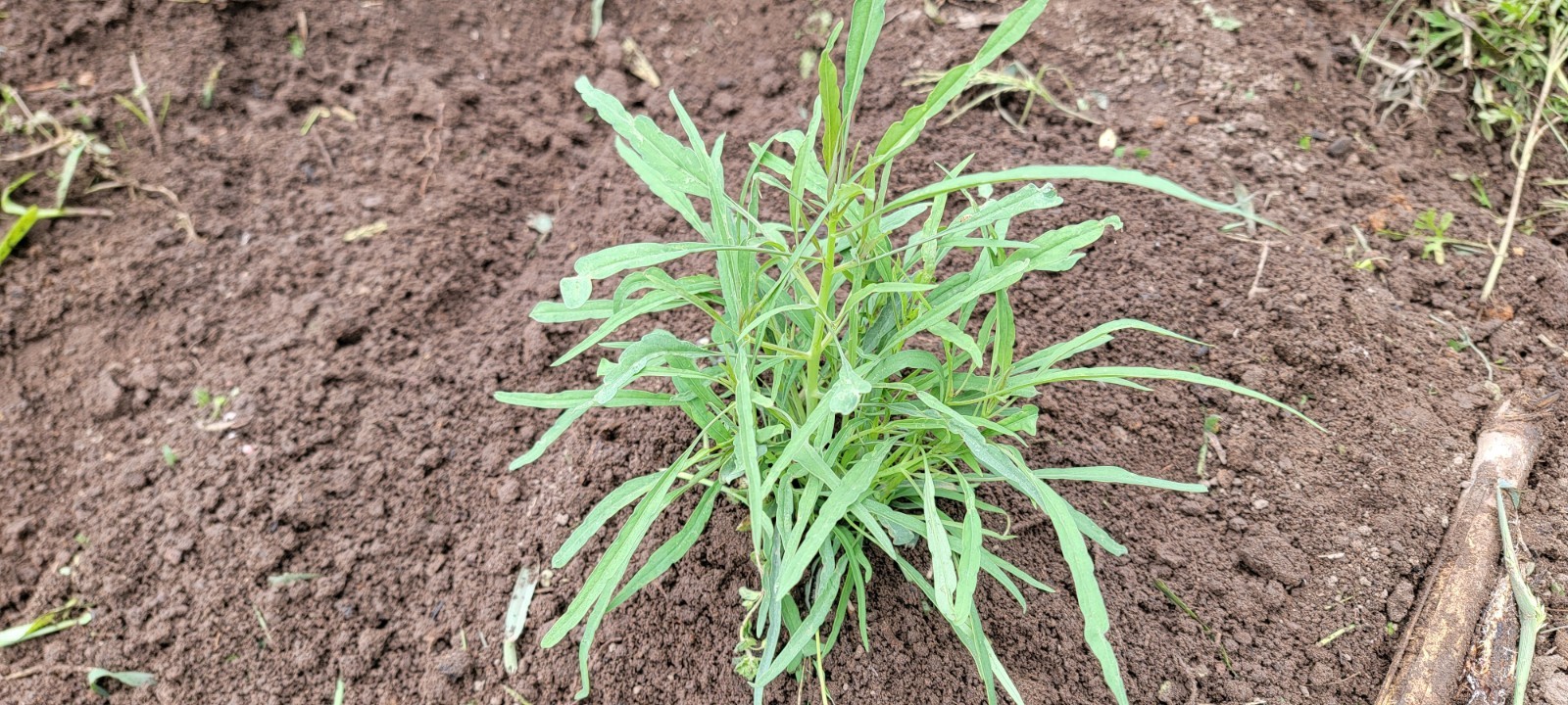 Papalo Quelite-pipicha – Chepiche–Porophyllum linaria–200 Seeds