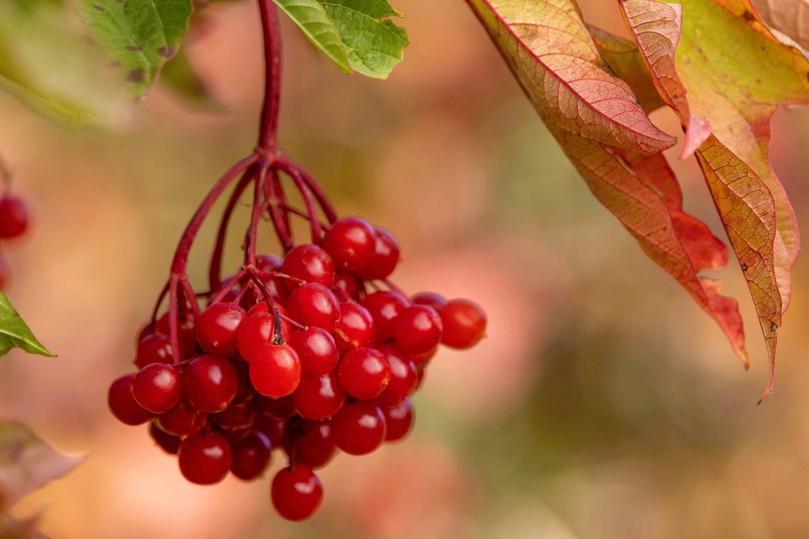 20 AMERICAN HIGHBUSH CRANBERRY Viburnum Trilobum Red Fruit White Flr Shrub Seeds