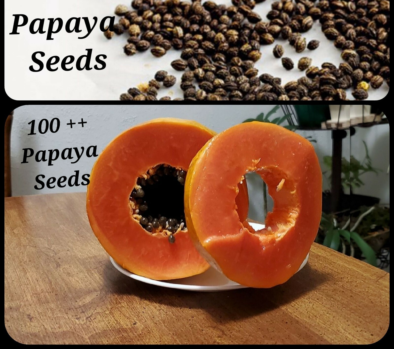 100 Papaya Seeds plus 10 seeds FREE, Very Sweet, Healthy, Free Shipping