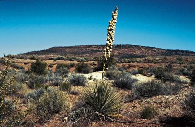 Yucca angustissima | Narrowleaf Yucca | 10 Seeds