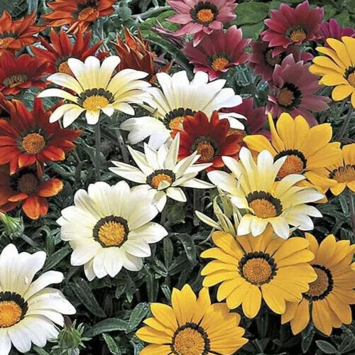 Gazania ‘Frosty Kiss Mix’ F1, 25 seeds
