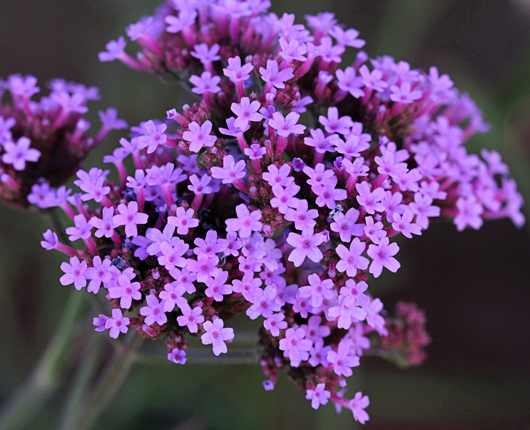 verbena bonariensis 240 seeds purple top verbena, EZ to grow, USA seller