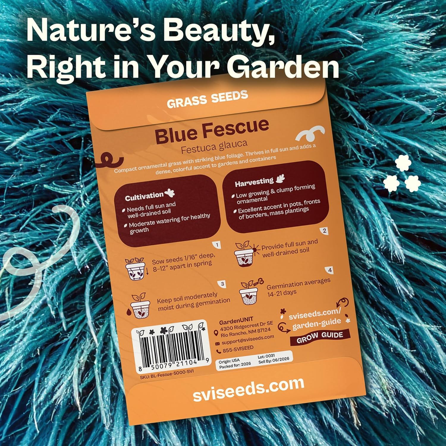 5000 Blue Fescue Seeds (Festuca Glauca) – Ornamental Blue Fescue Grass Seed Pack