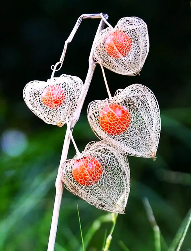 Chinese Lantern Plant Seeds | Physalis Alkekengi Ground Cherry Gooseberry 2025