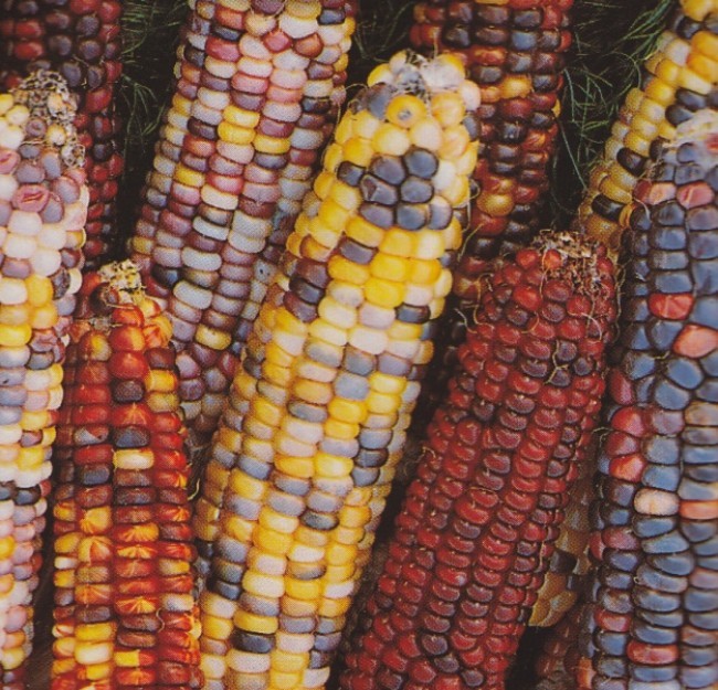 Ornamental Corn Seed: Ornamental Indian Corn Seed Fresh Seed FREE Shipping