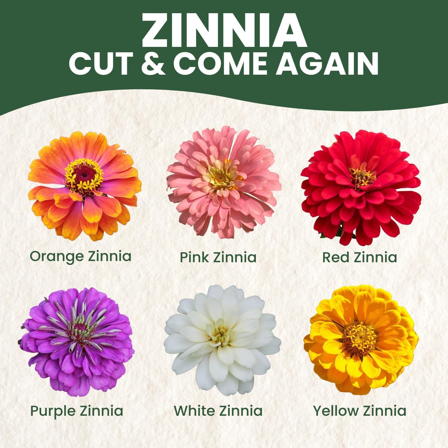 Zinnia Cut and Come Again – 16000 Seeds for Planting – 4 Ounce Pouch