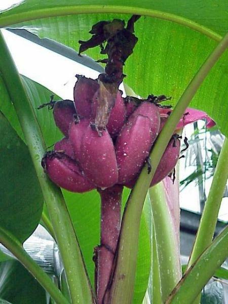 Musa velutina | Pink or Hairy Banana | 10 Seeds