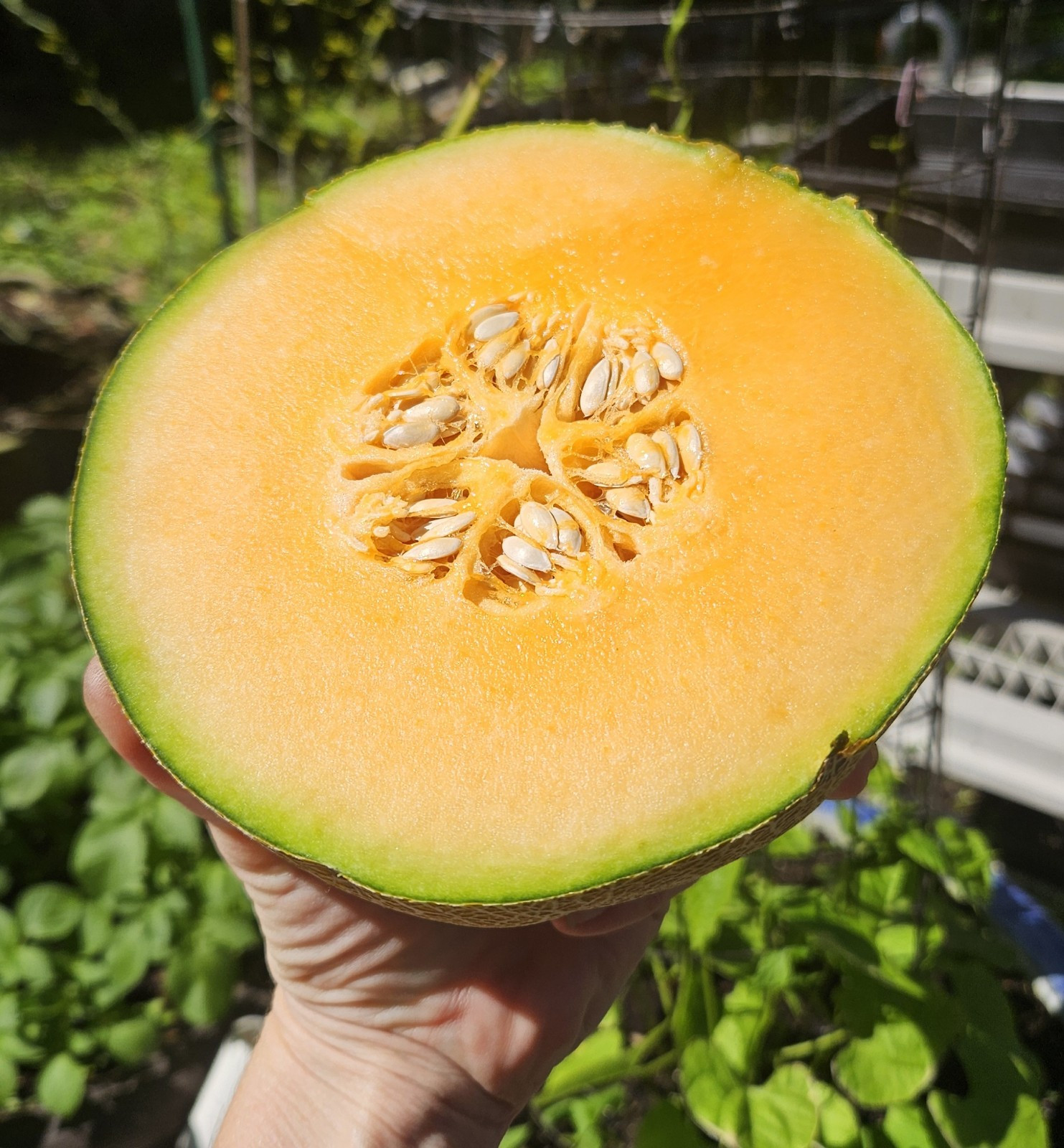 Goddess Cantaloupe Melon Seeds (25) / Organic / Florida Grown / Juicy / Rare