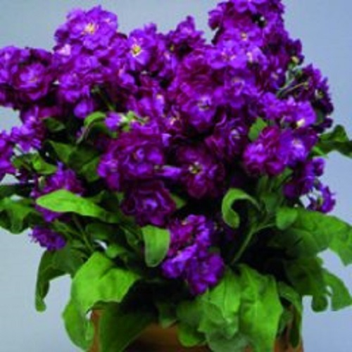 50+ PURPLE EVENING OR NIGHT SCENTED STOCK FLOWER SEEDS / ANNUAL / MATTHIOLA