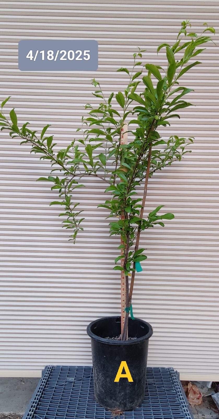 1 (One) Live “SANTA ROSA PLUM” plant rooted about 36-40″ tall.