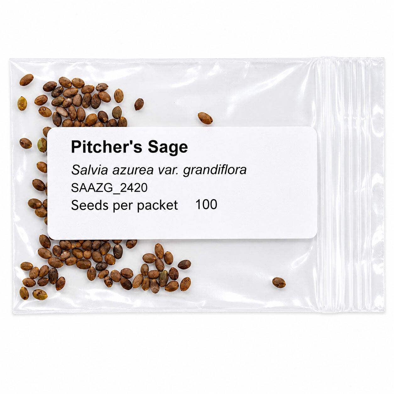Mini Native Tall Hummingbird Seed Mix | Prairie Legacy Inc.