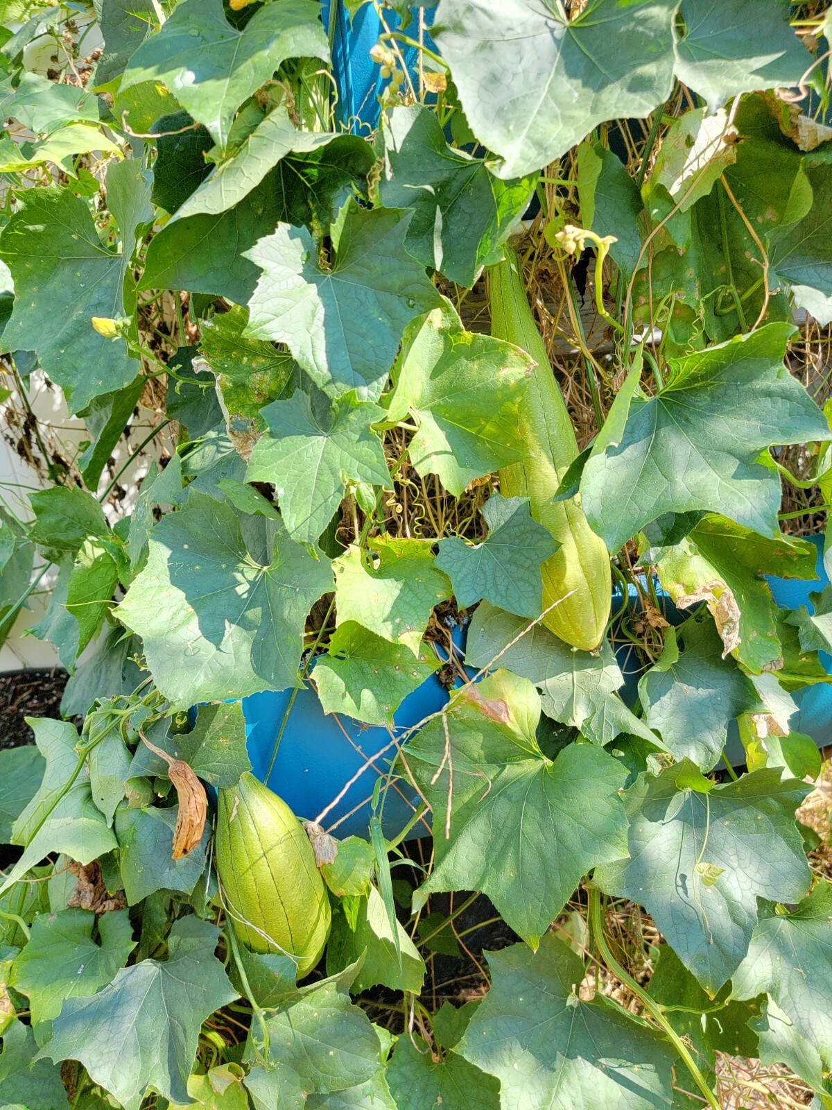 30 +Luffa Loofha Gourd Seeds, Heirloom, Open-Pollinated, Genuine USA 30 seeds