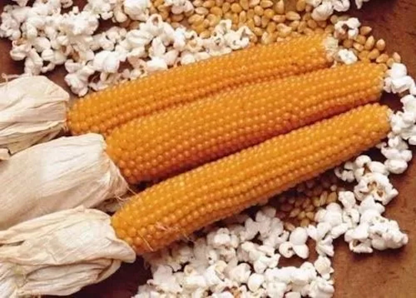 100+ LADY FINGERS POPCORN SEEDS FRESH HARVEST FOR GARDENS, Organic NON-GMO, 2025