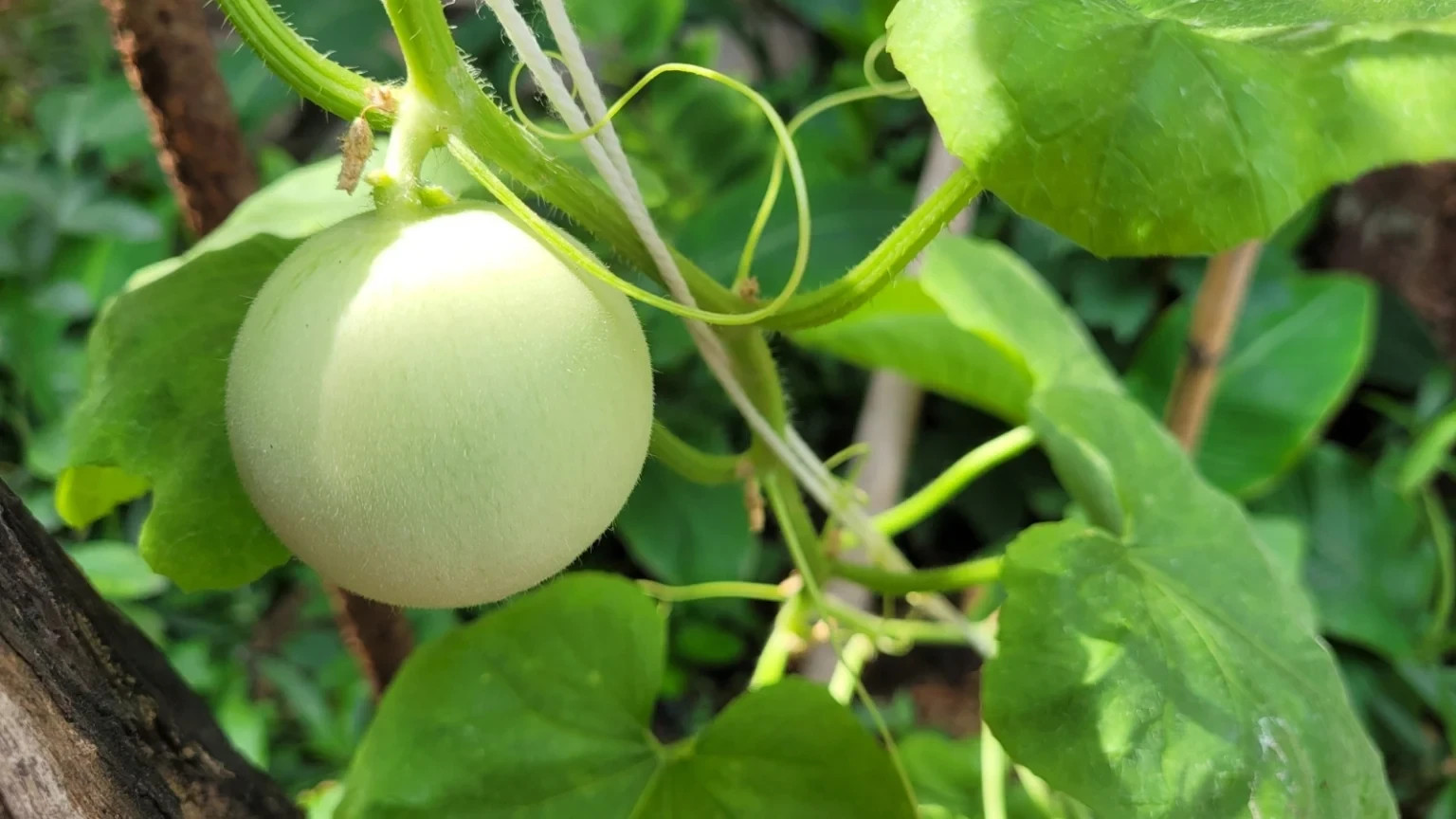 SEEDS – Honeydew Melon – Green Flesh