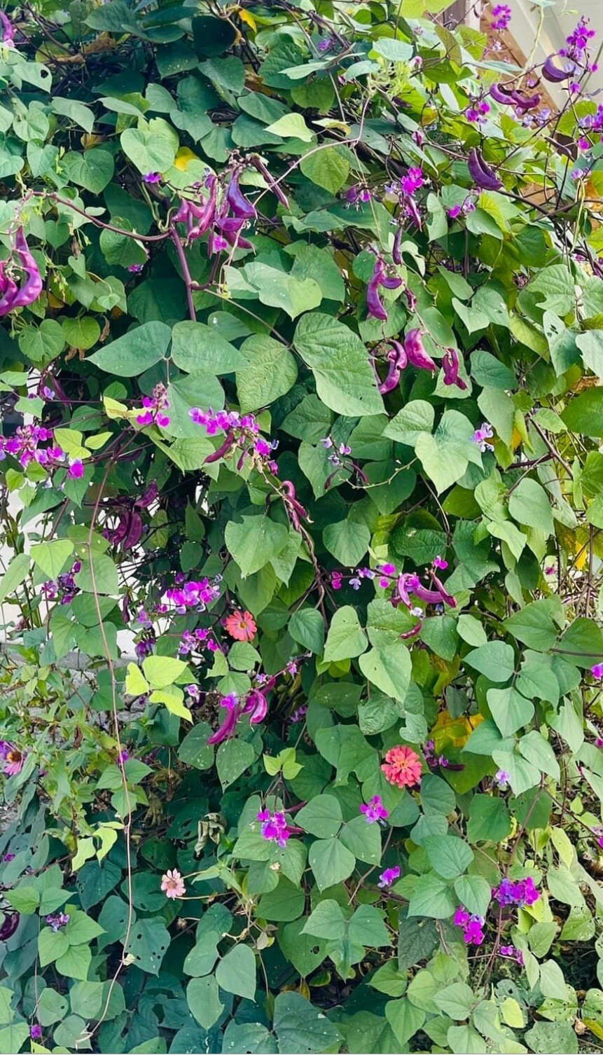 Flowers SEEDS Purple Hyacinth Bean, Teddy Bear and Red Sunflower, Ind Hollyhock