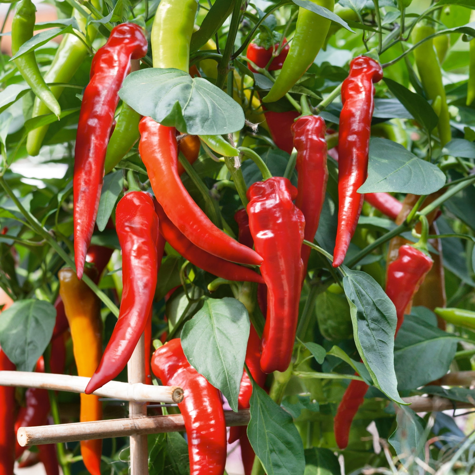 Cowhorn Hot Pepper Seeds 25+ Capsicum Anuum Red Cayenne Vegetable HEIRLOOM