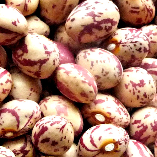 ‘Saxon’ Pole Bean Seeds 10+ Heirloom OP (NON-GMO)
