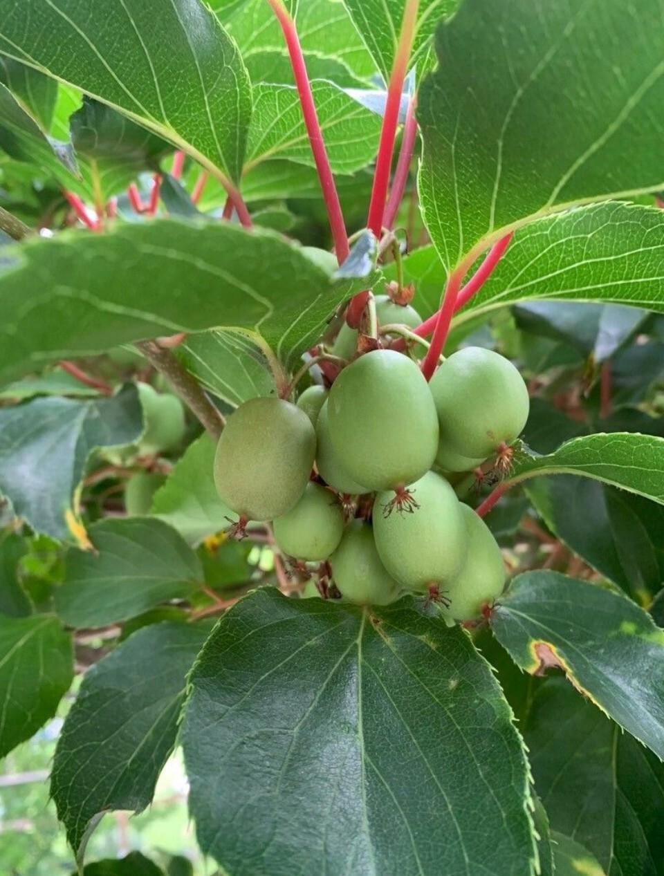 40+ Kiwi Berry Seeds Baby Kiwi Seeds Mini Kiwi Seeds Cold Hardy Kiwi Actinidia
