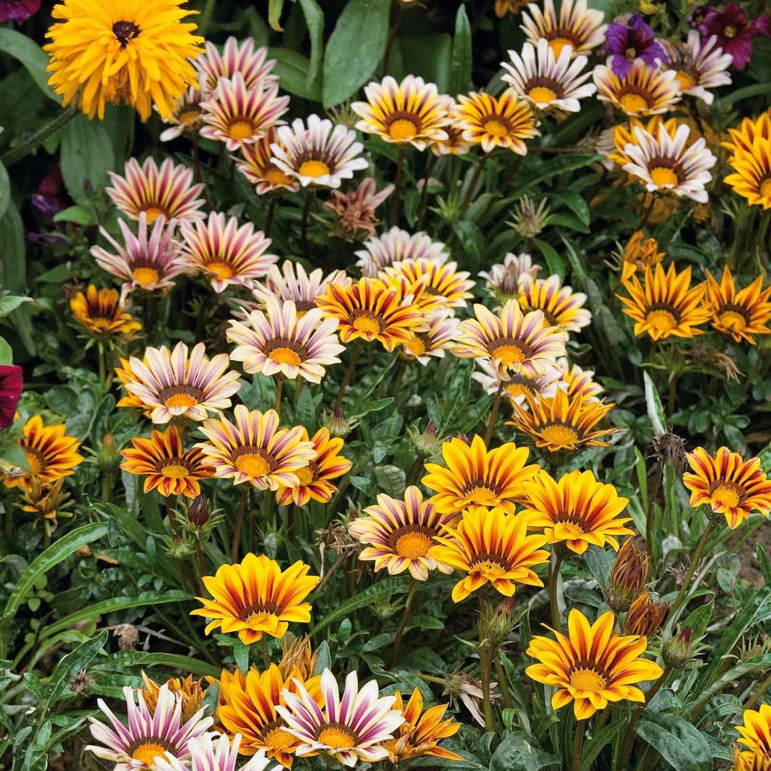 300 Gazania Seeds Mix Heat & Drought Tolerant Garden Flower & Ground Cover Pl…