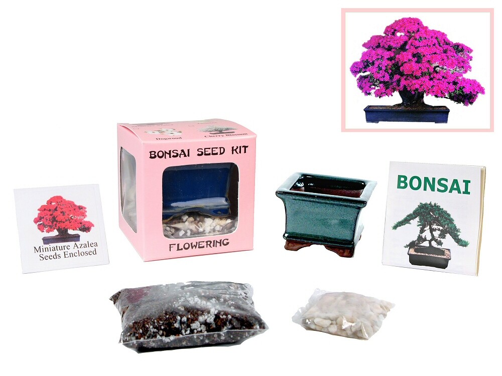 Eve’s Miniature Azalea Bonsai Seed Kit to Grow Miniature Azalea from Seed