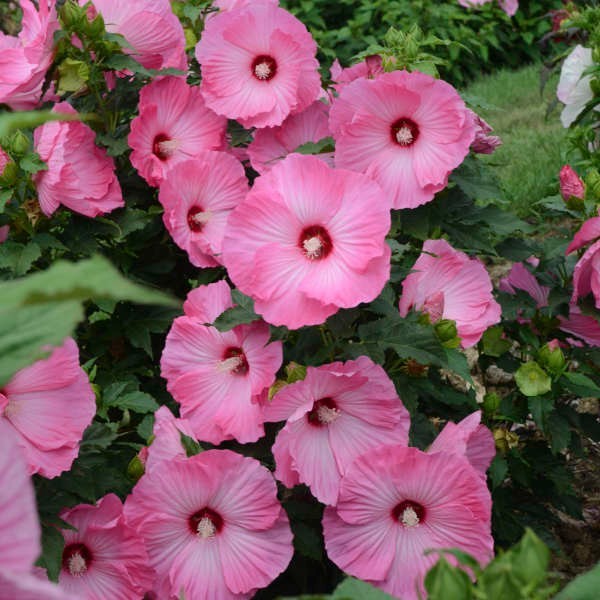 4 hardy hibiscus seeds: Airbrush Effect pod x Garnet Globes pollen