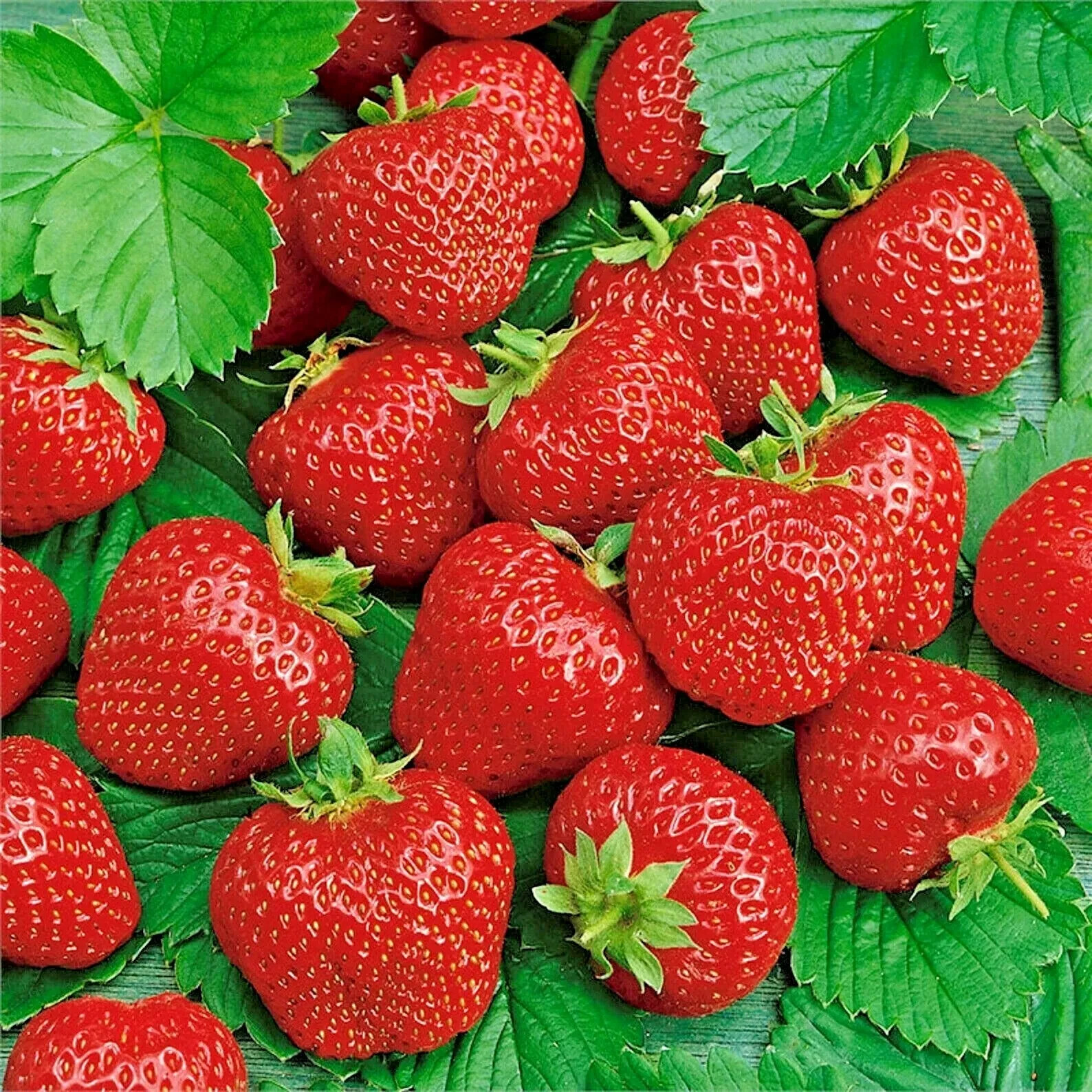 200 ALI BABA Alpine STRAWBERRY SEEDS AUTUMN PERENNIAL HEIRLOOM NON-GMO FRUIT USA