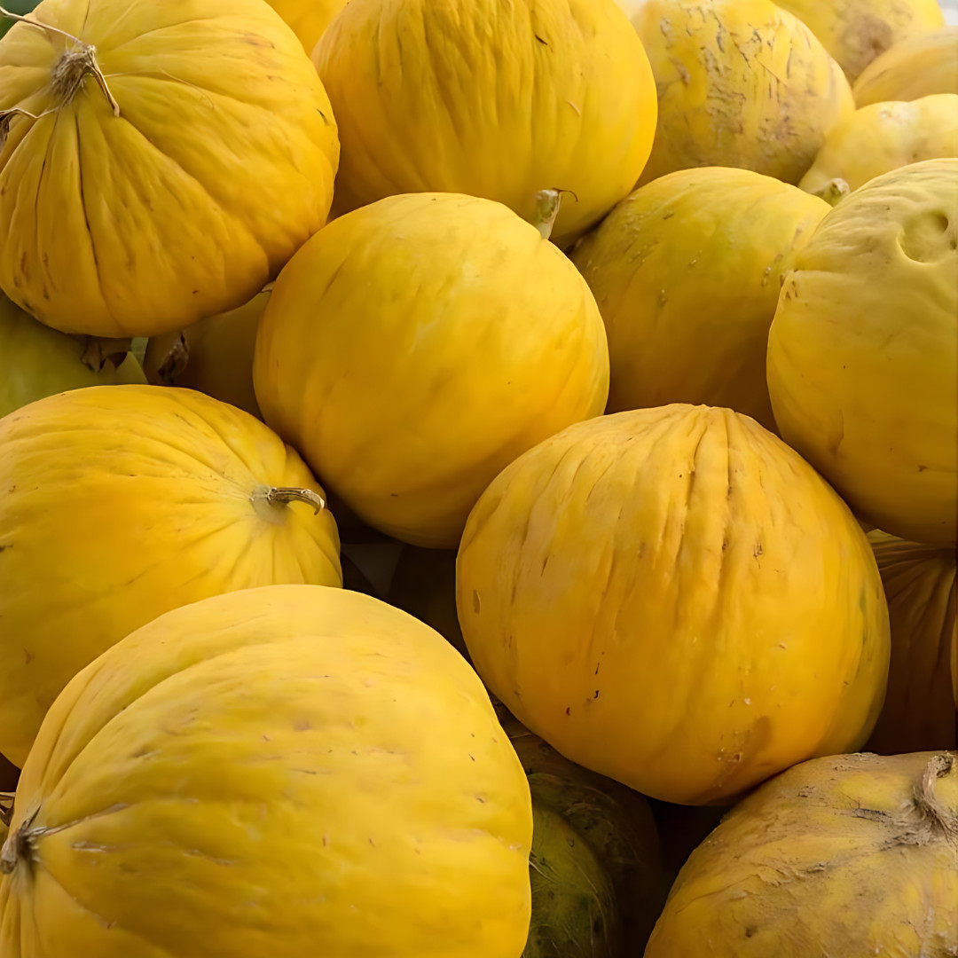 Fresh Juicy Casaba Melon Seeds | Yellow | Heirloom Non-GMO | Fruit Seeds