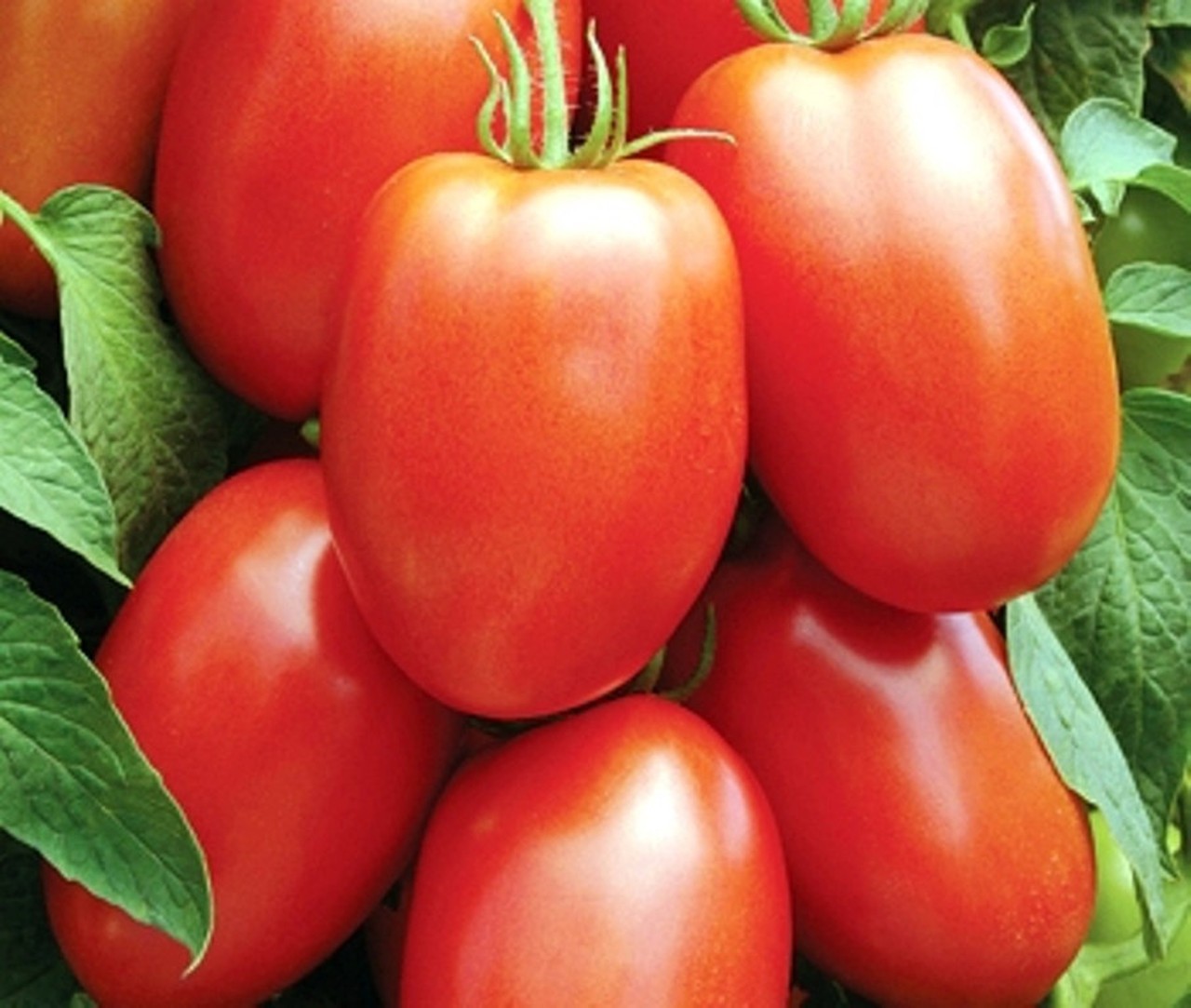 Roma Tomato Seed , 100 Untreated Seeds, Free Shipping!