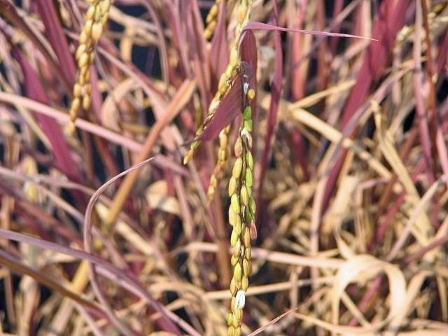 Oryza sativa | Black Rice | 20 Seeds