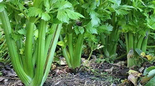 Celery Seeds- Tendercrisp Celery Seeds ,”COOL BEANS N SPROUTS” Brand. Home Garde