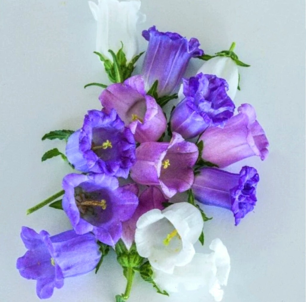 1200 Canterbury Bells Seeds, Campanula RainbowFragrant Deluxe Faerie Queen White