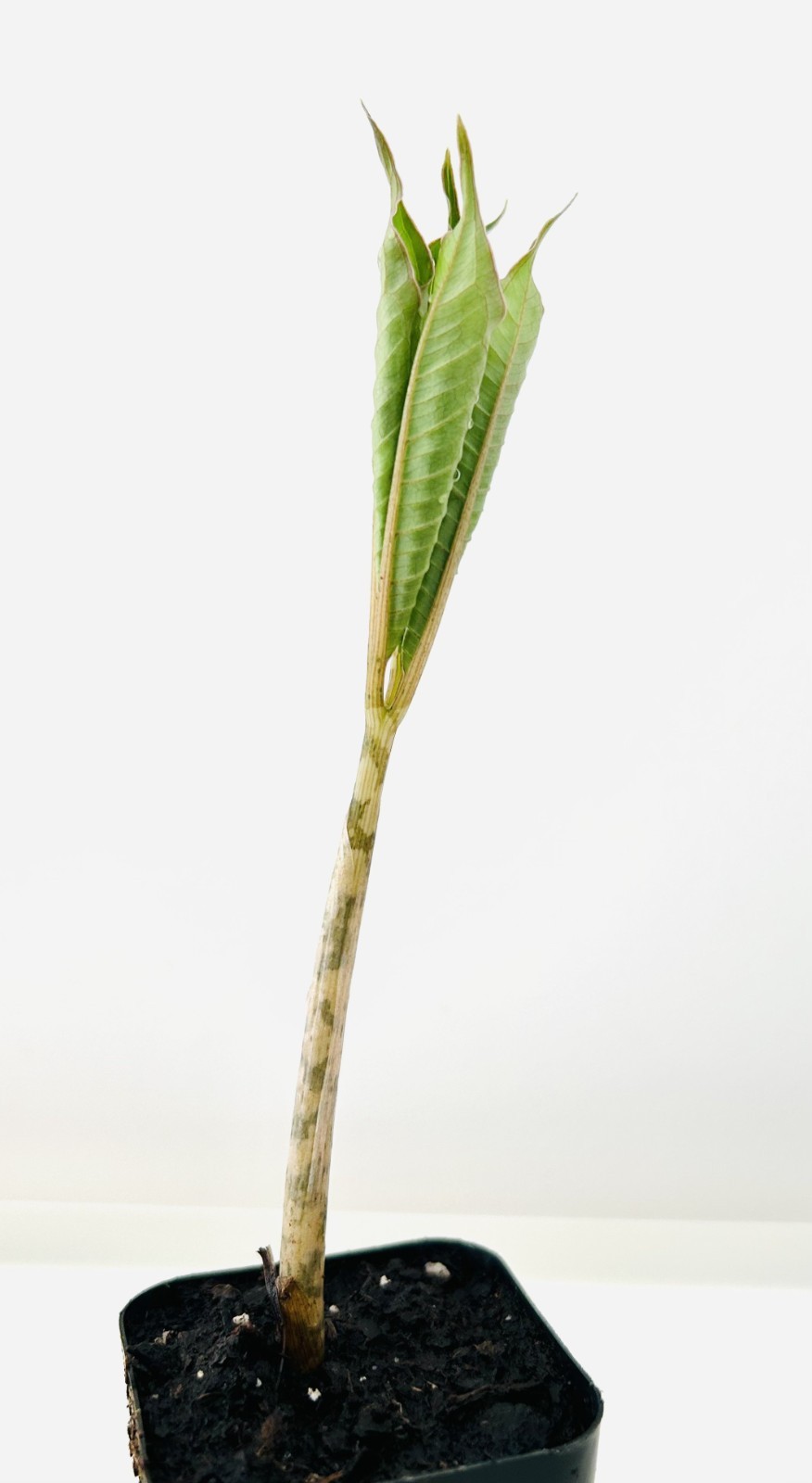 Amorphophallus Bulbifer *SPECIMEN*