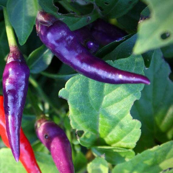 PURPLE CAYENNE pepper seeds NON-GMO big color big flavor BRIGHTEN UP YOUR SALSAS