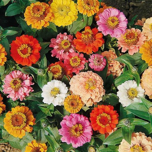 Landscaper’s Pack Zinnia THUMBELINA Dwarf Compact 4-6″ Blooms Non-GMO 500 Seeds