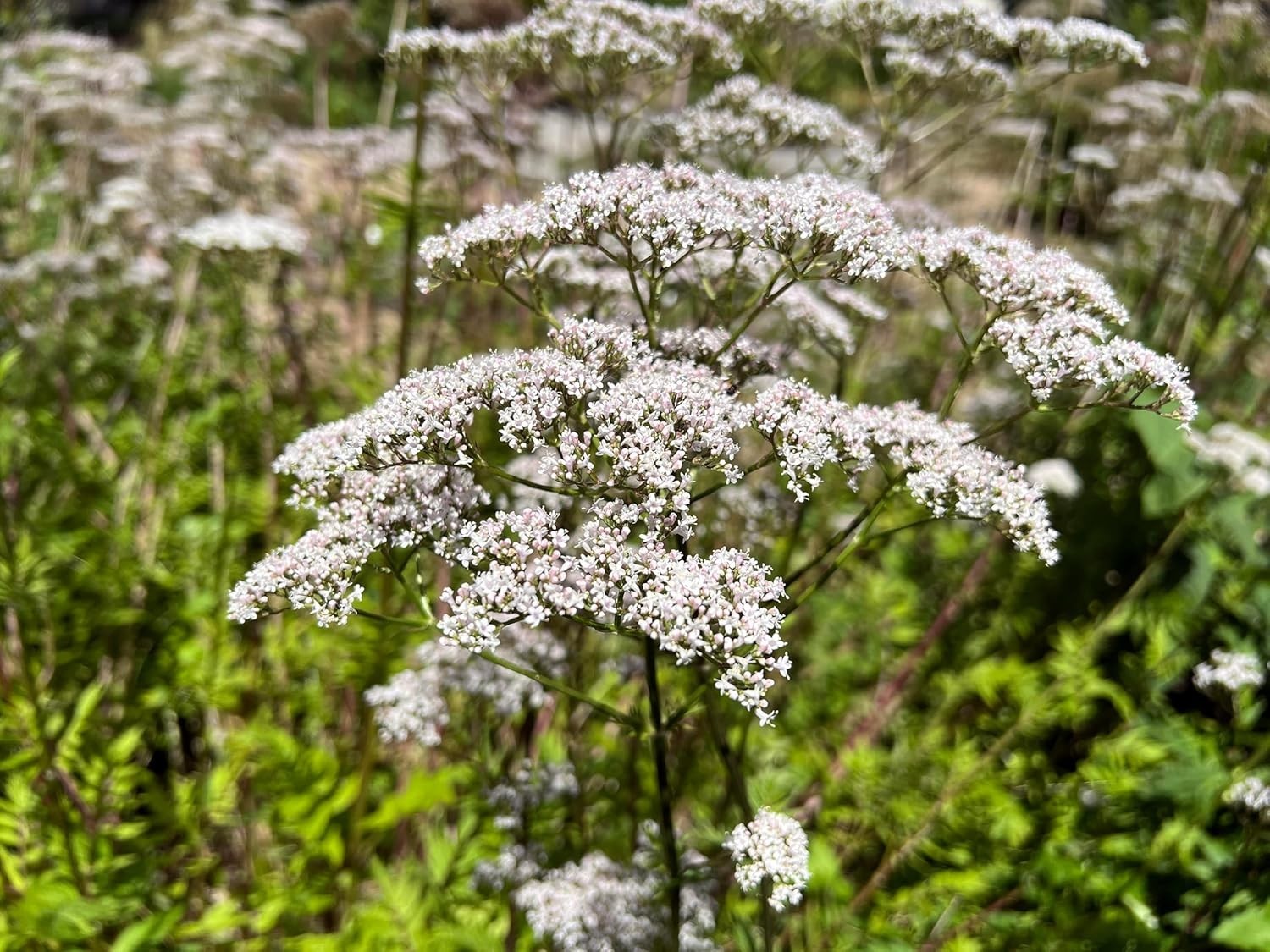 500+ Non-GMO Heirloom Valerian Seeds – Fragrant Medicinal Herb for Wellness
