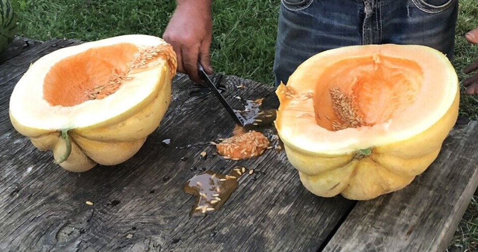 10 Giant Cantaloupe seeds, Home Grown in the USA, Non GMO, S&H with Tracking #