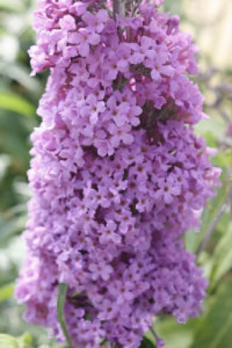 Buddleia skutchii RARE 20 seeds